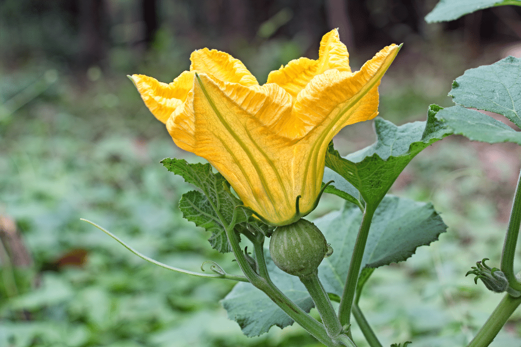 Pumpkin Flowers