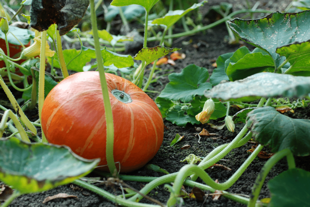 pumpkin growing stages