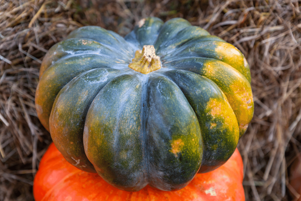 Pumpkin Growing Problems 