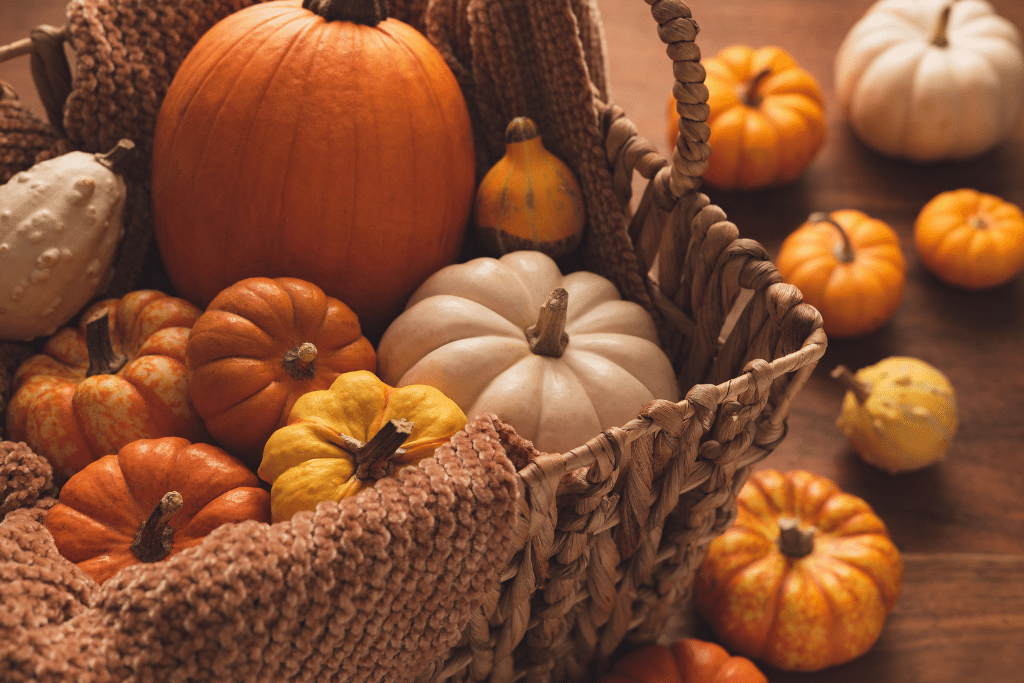 Pumpkin Growing Stages