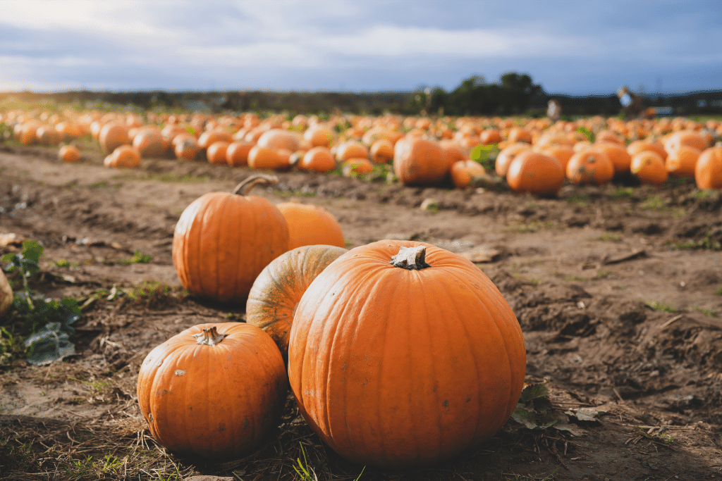 Pumpkin Harvesting