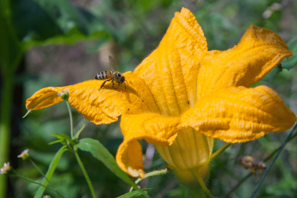 Pumpkin Pollination