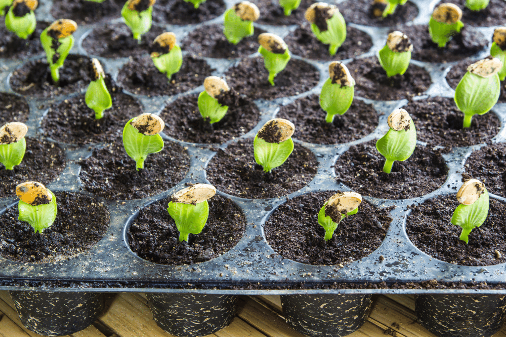 Pumpkin Sprouts 