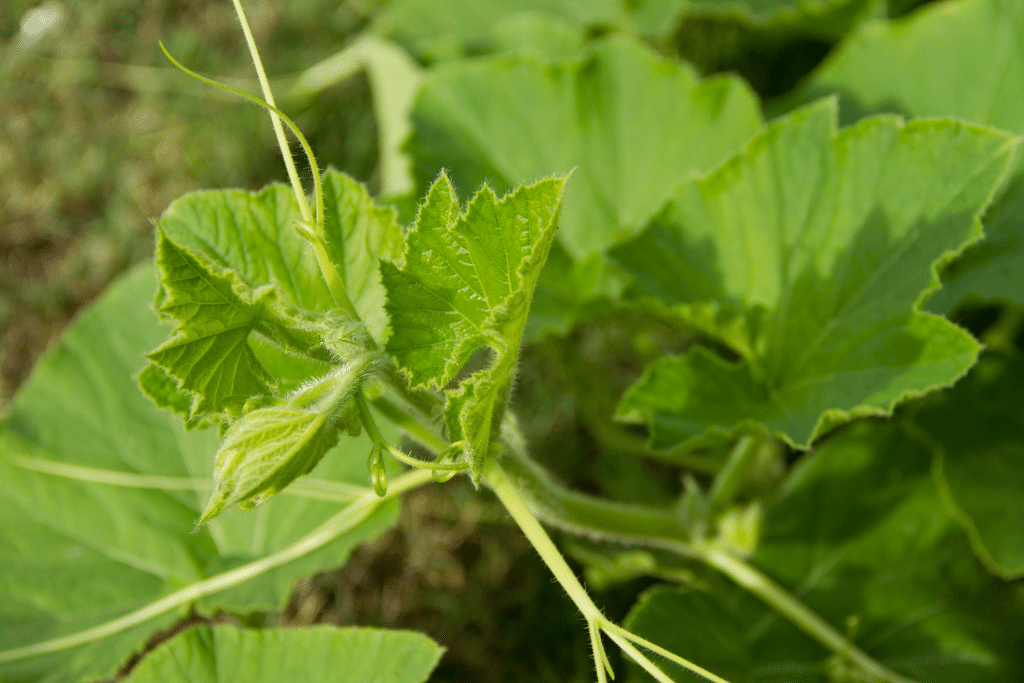 Pumpkin Vines