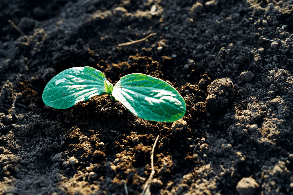 Pumpkin seedlings 