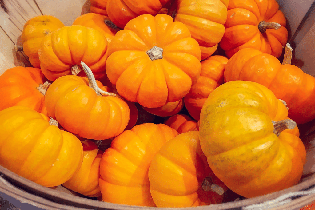 Pumpkins Growing Stages