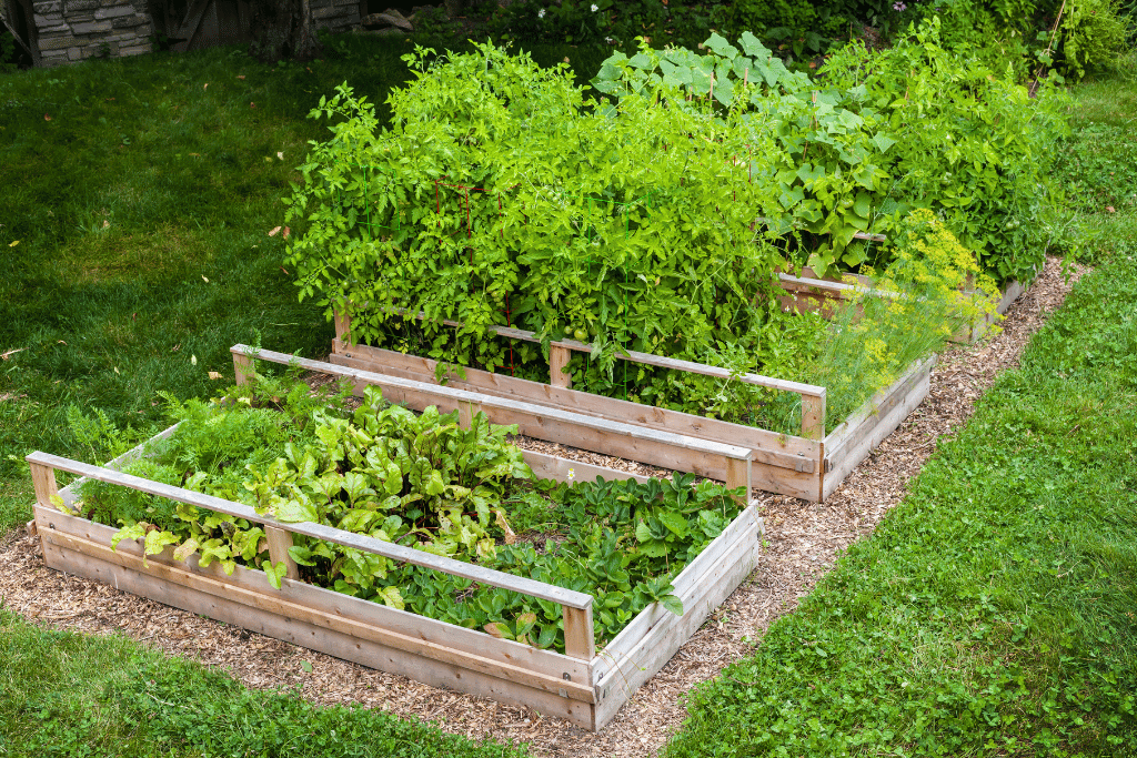 Raised Garden Beds 