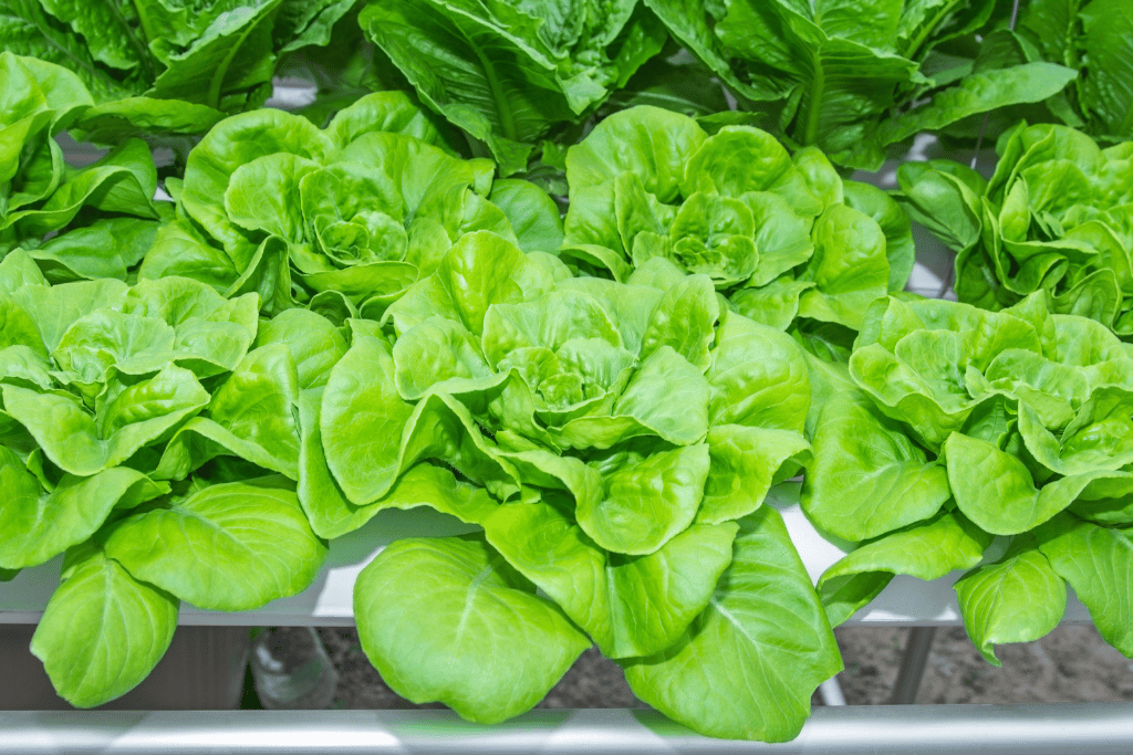 Romaine Lettuce Harvesting Tools