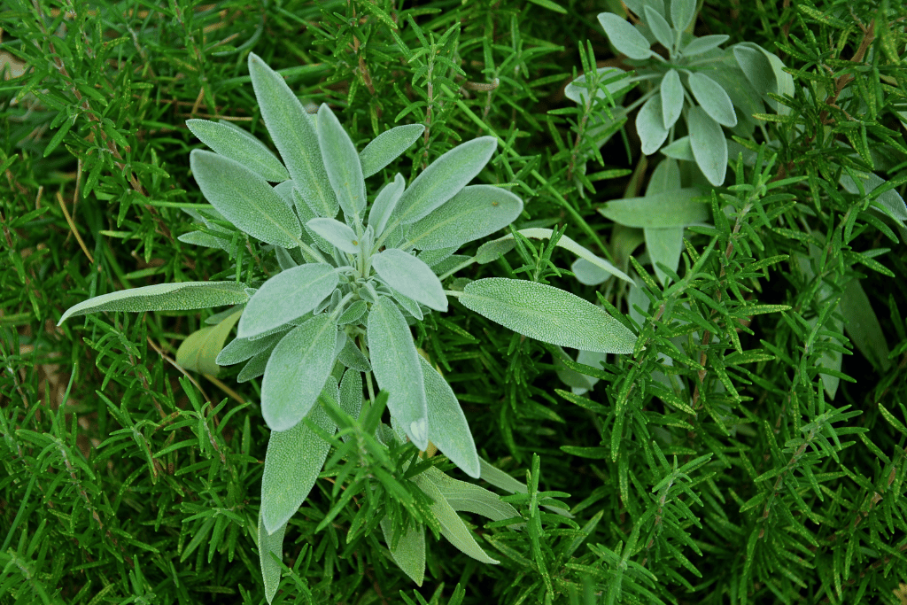 Sage Rosemary 