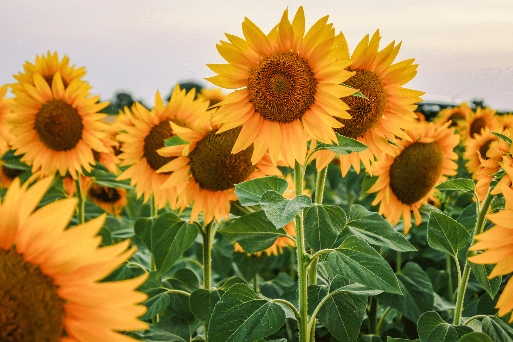 Sunflowers