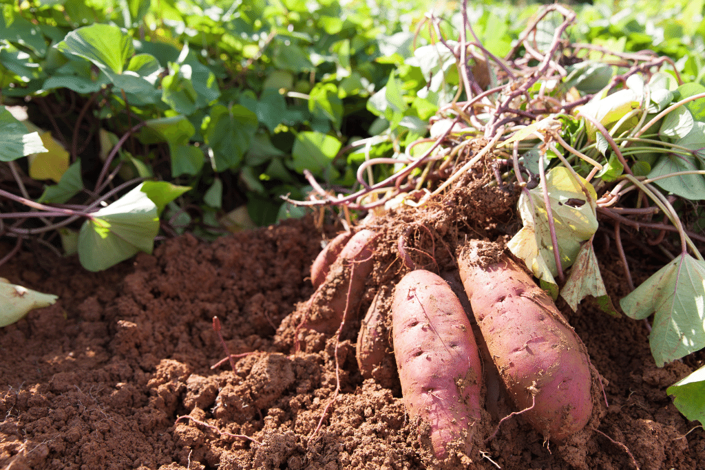 sweet potato companion plants