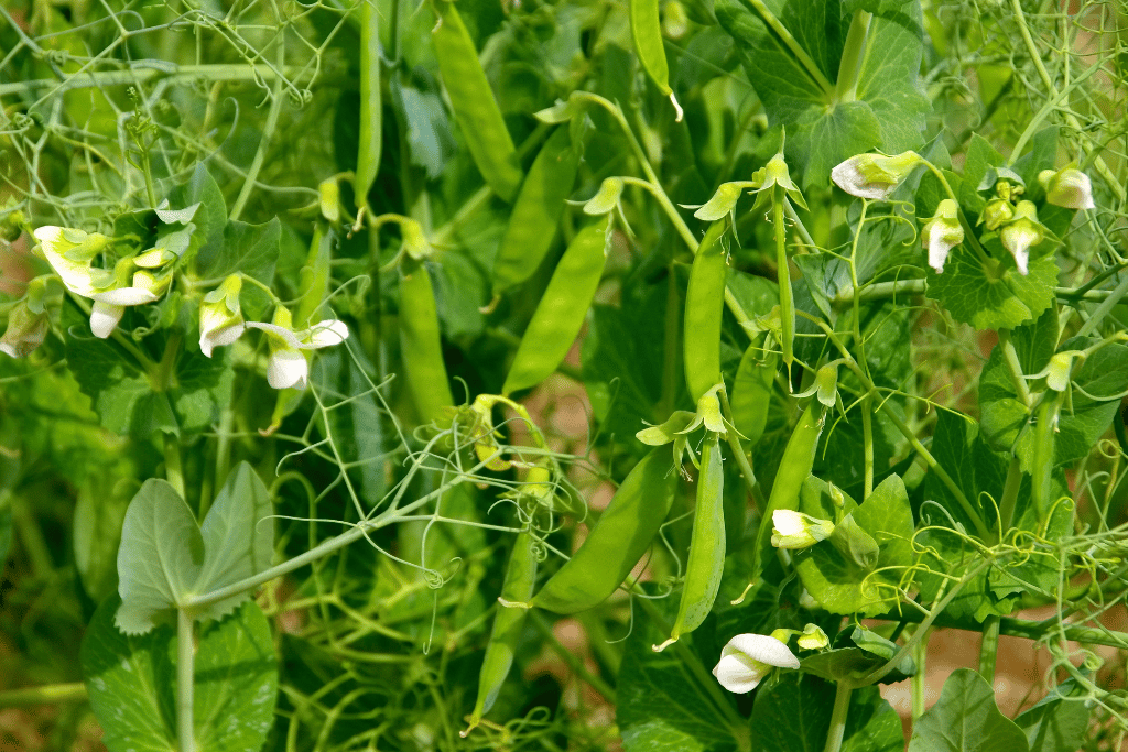 Sweet Potato and Peas