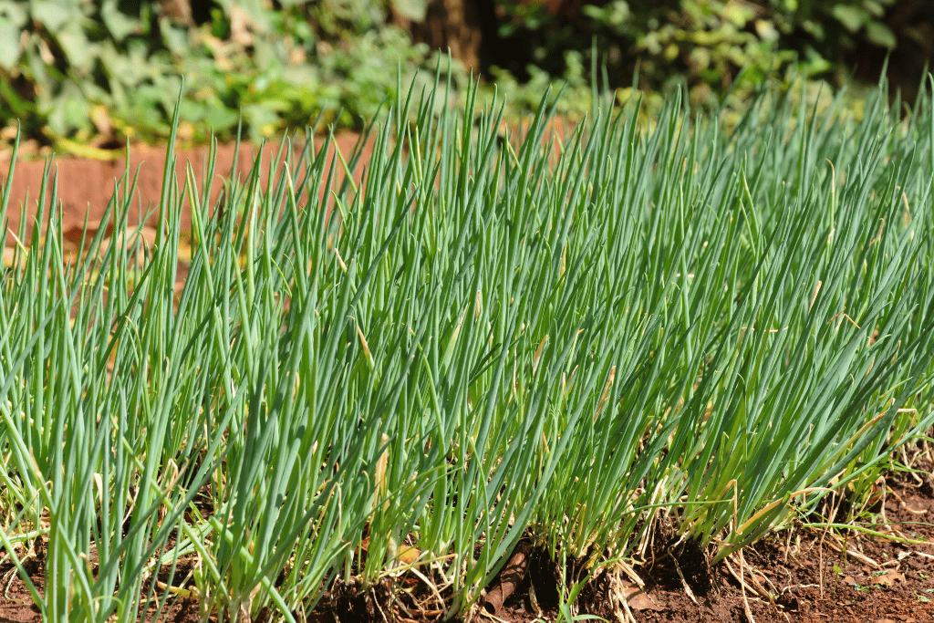 Sweet potato and Chives