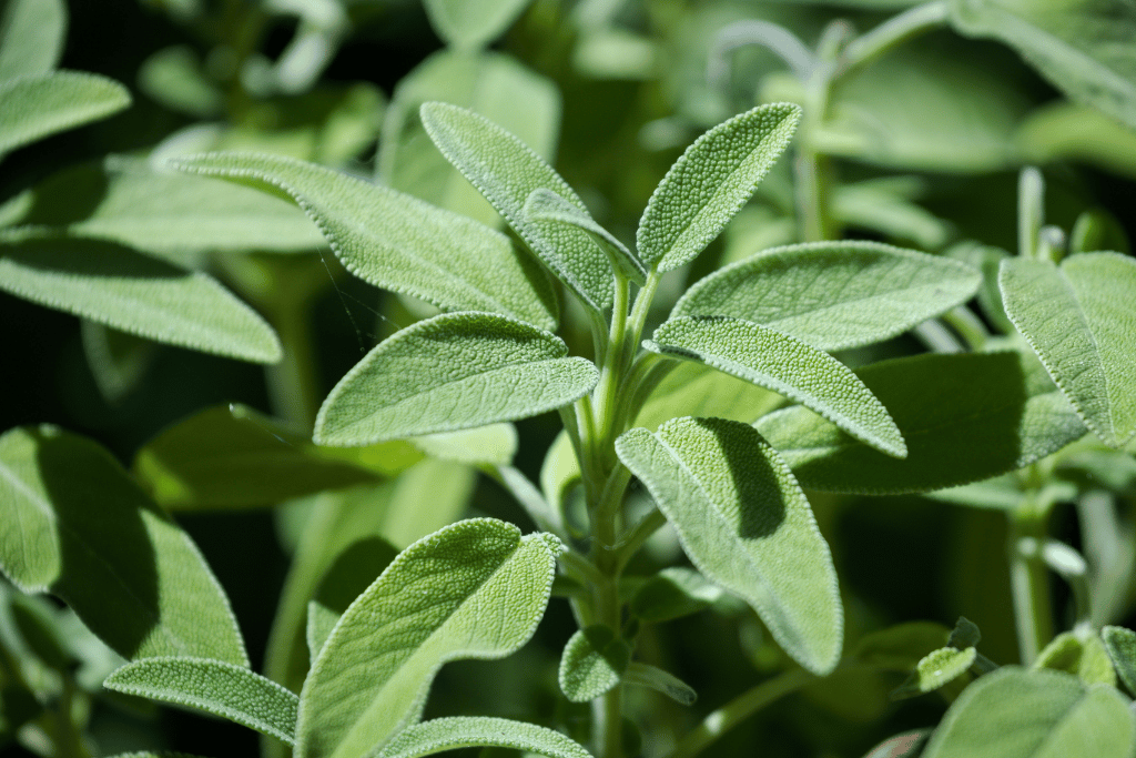 Sweet potato and Sage