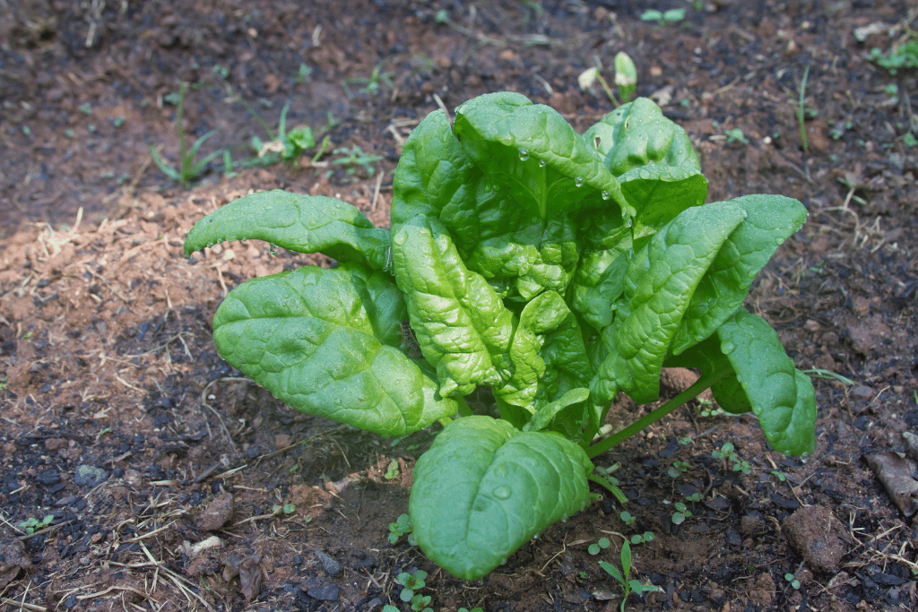 Sweet potato and Spinach