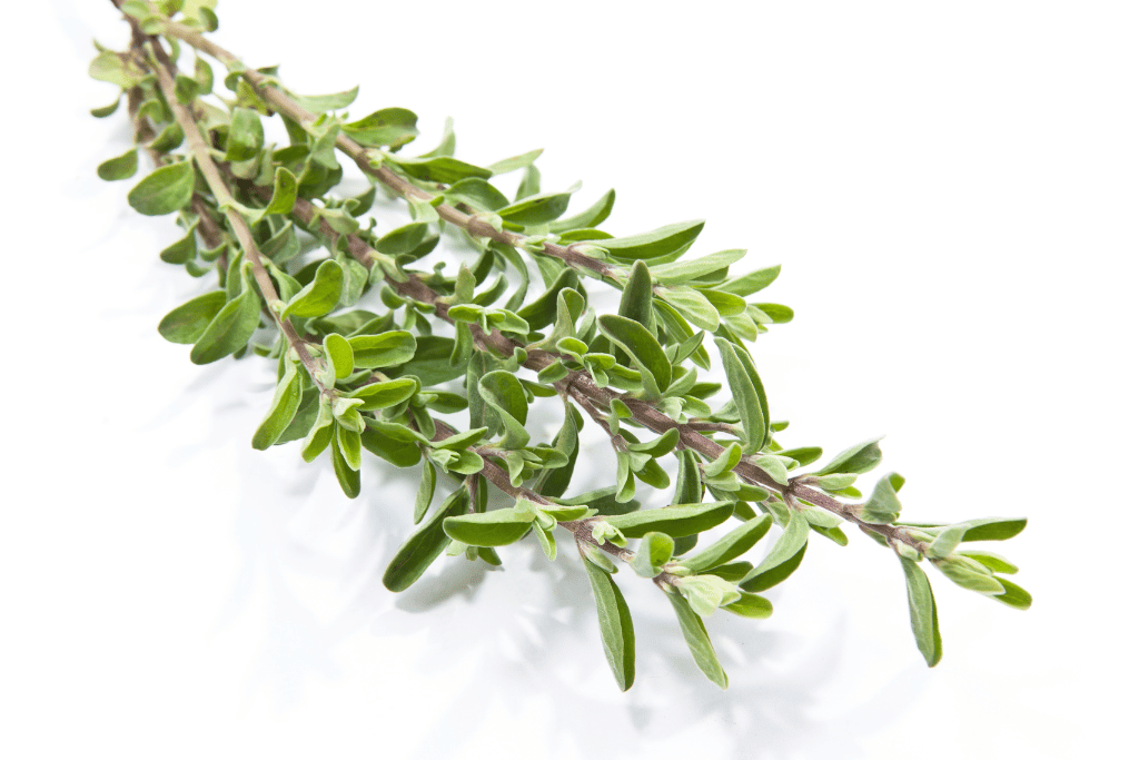 Thyme