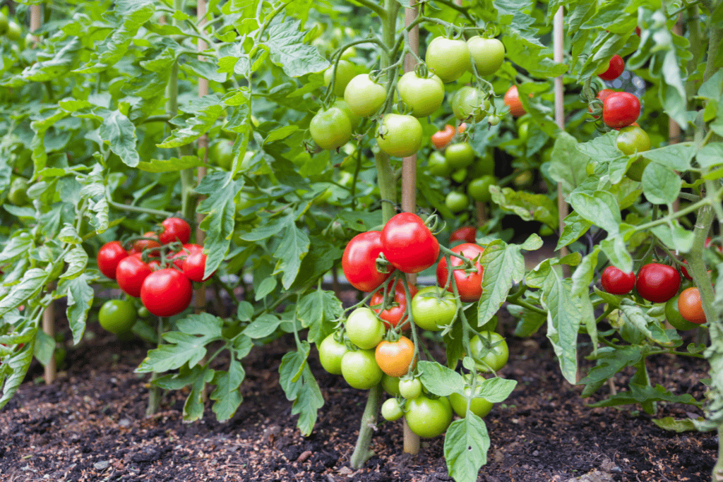 Tomatoes 