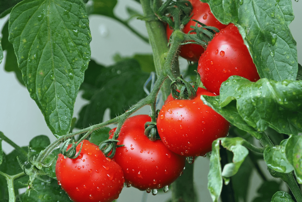 Tomatoes