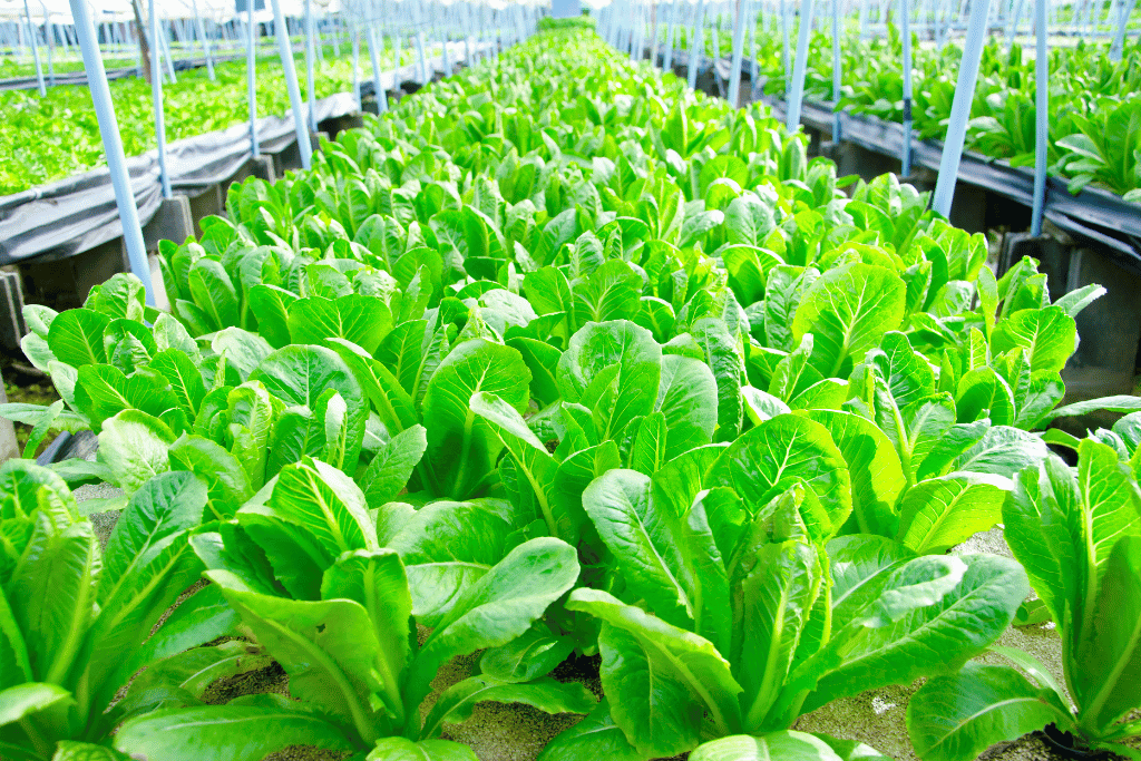 Ways to Harvest Romaine Lettuce