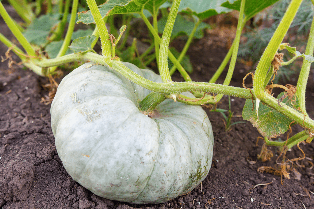 White Pumpkin Growing Stages