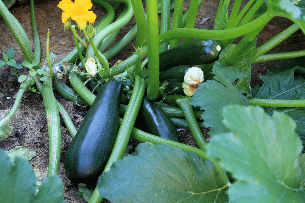 Zucchini