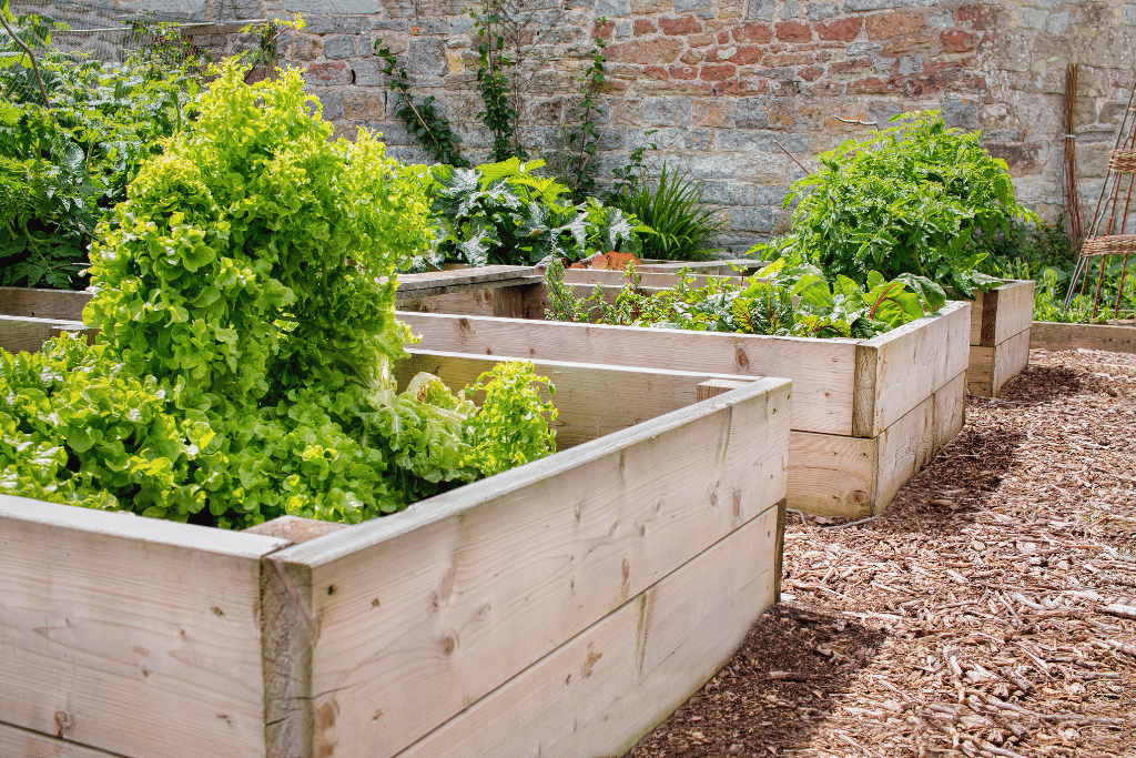 best wood for raised garden beds