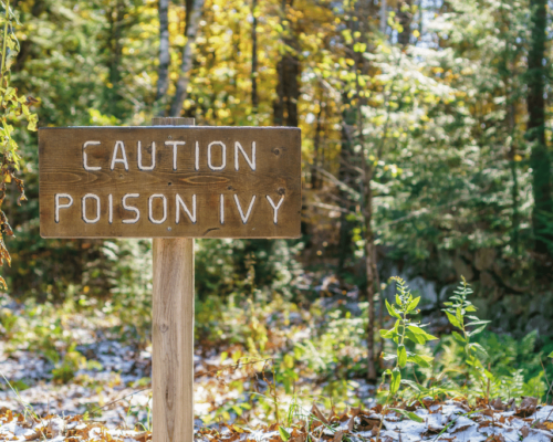 how to get rid of poison ivy without killing other plants