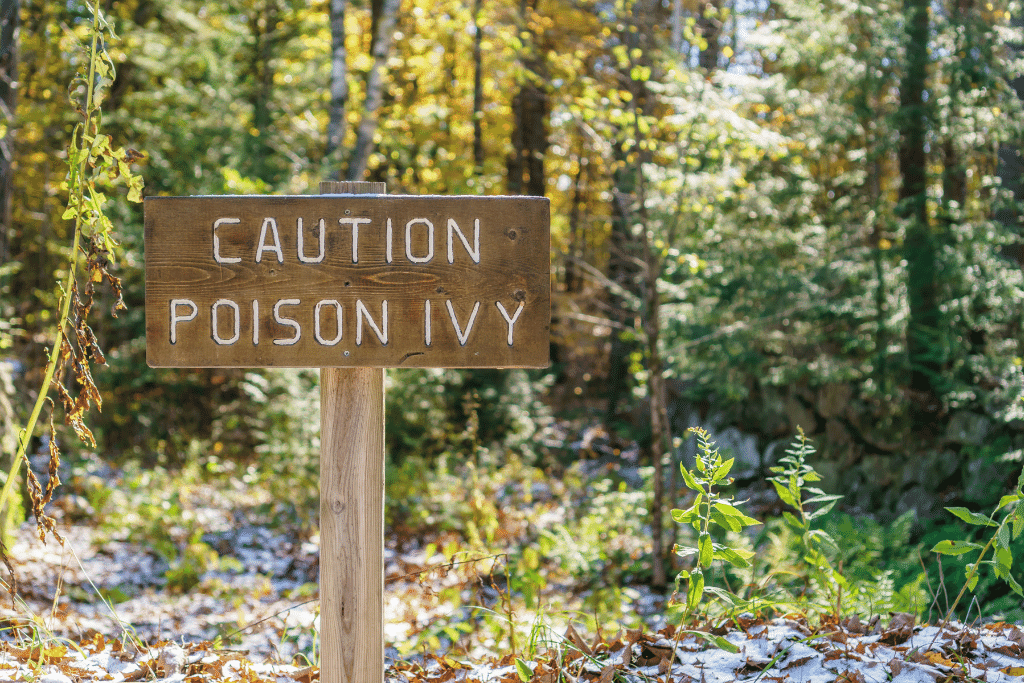 how to get rid of poison ivy without killing other plants