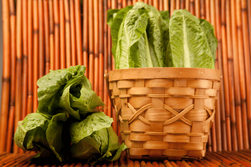 mature Romaine lettuce 