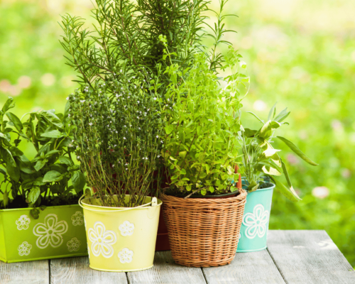 rosemary companion plants