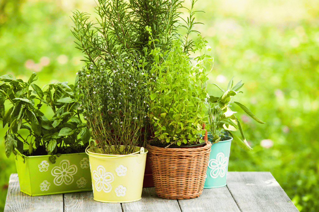 Rosemary Companion Plants