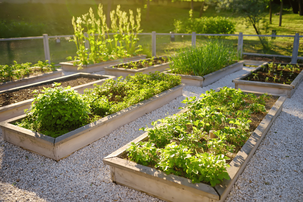 Wood for raised garden beds