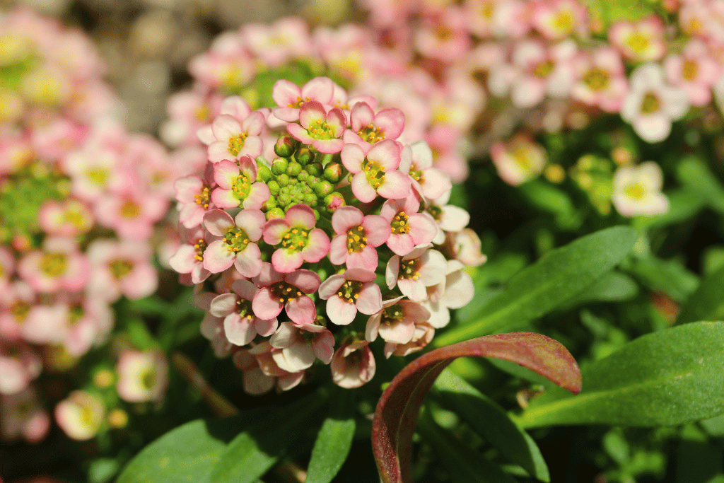 Alyssum