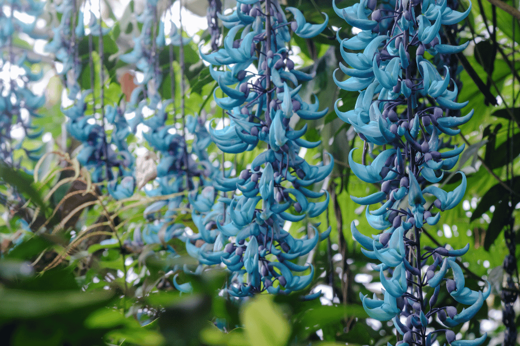 Blue Jade Vine