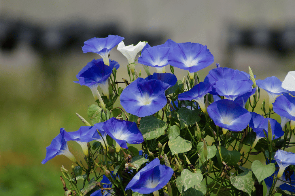 Blue Morning Glory