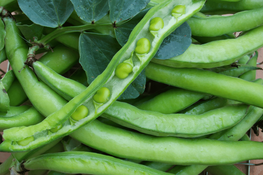 Broad Beans