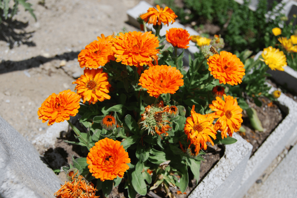 Calendula