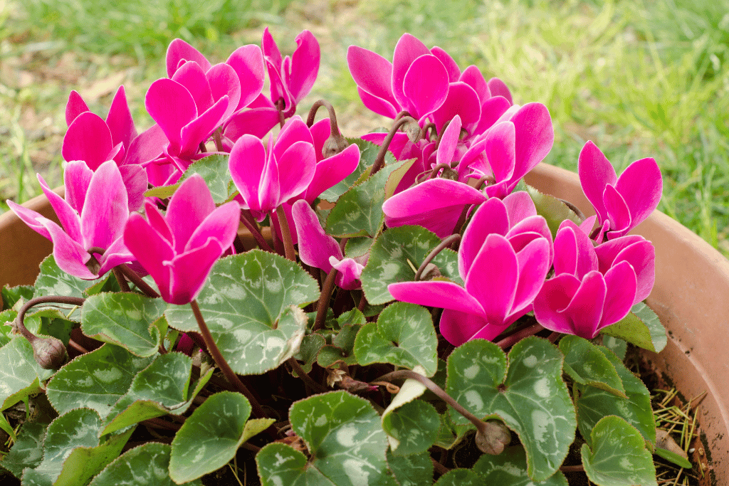 Cyclamen