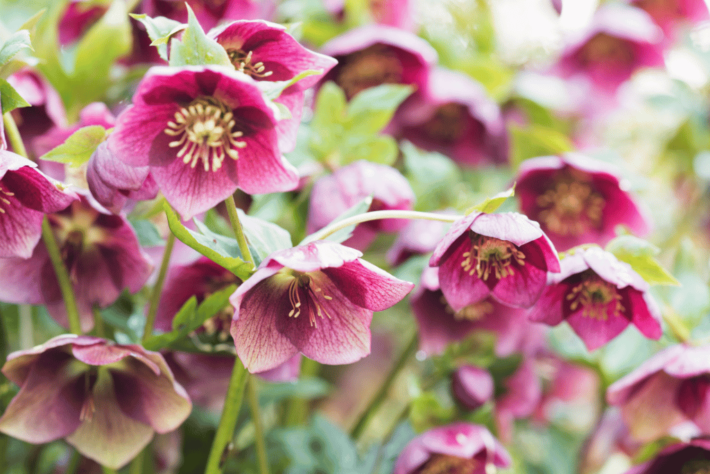 Hellebores