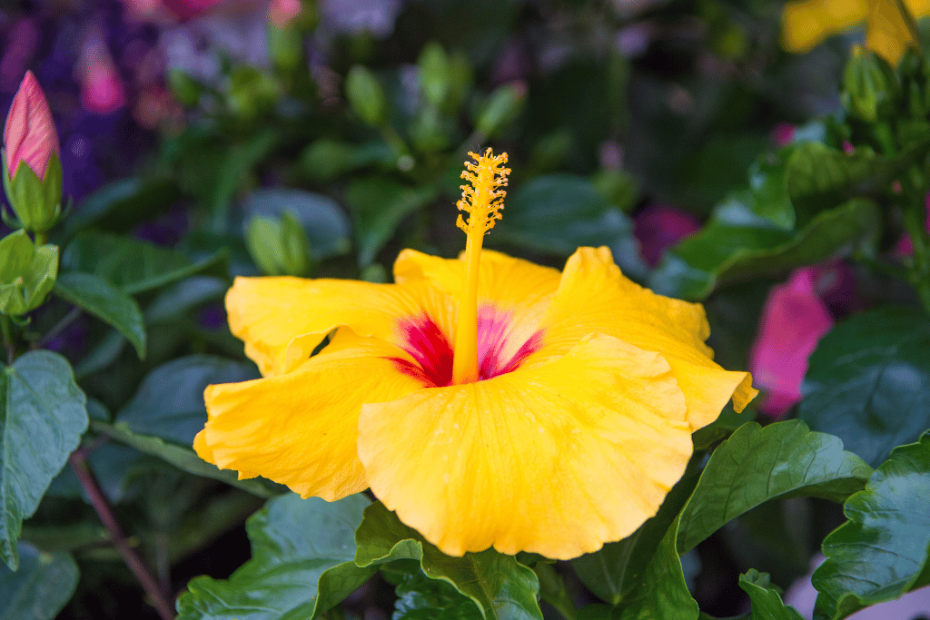 Hibiscus