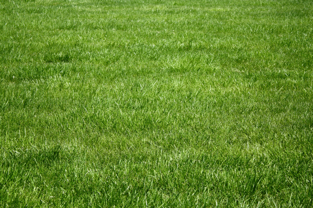 Kentucky Bluegrass