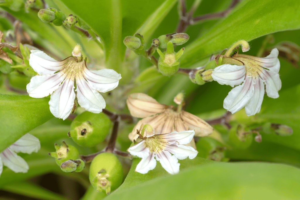 Naupaka Kahakai