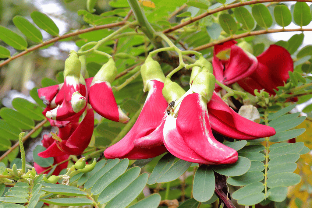 Oahu Riverhemp