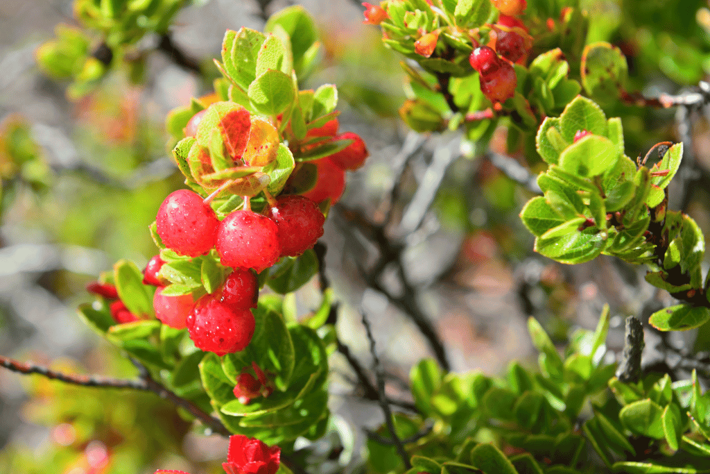 ʻŌhelo Berry