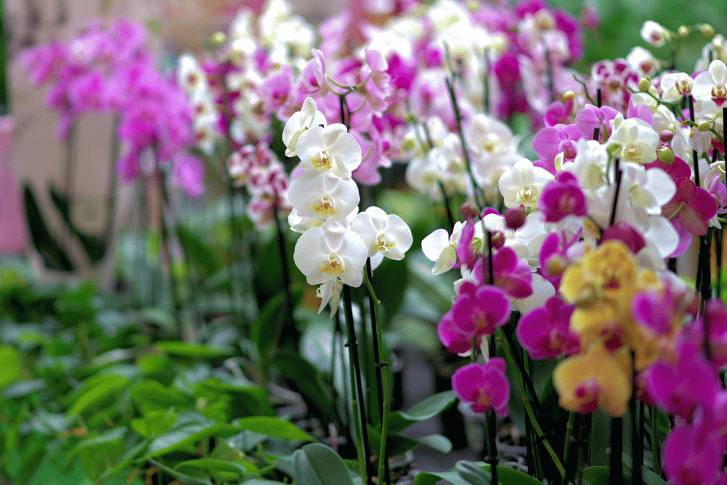 Orchids