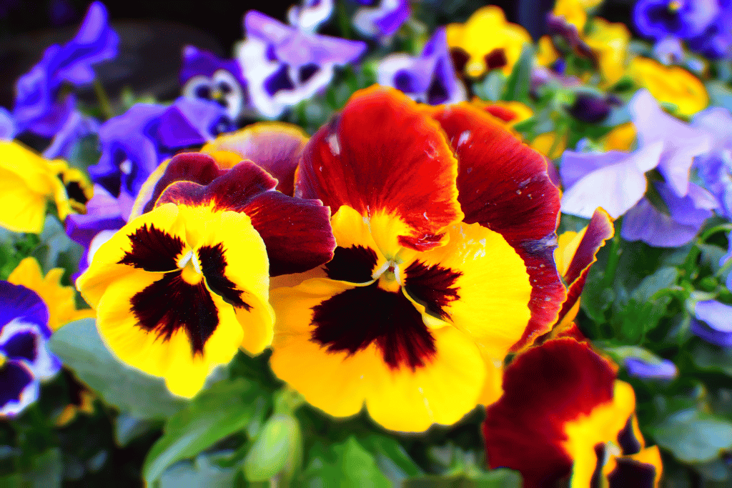 Pansies