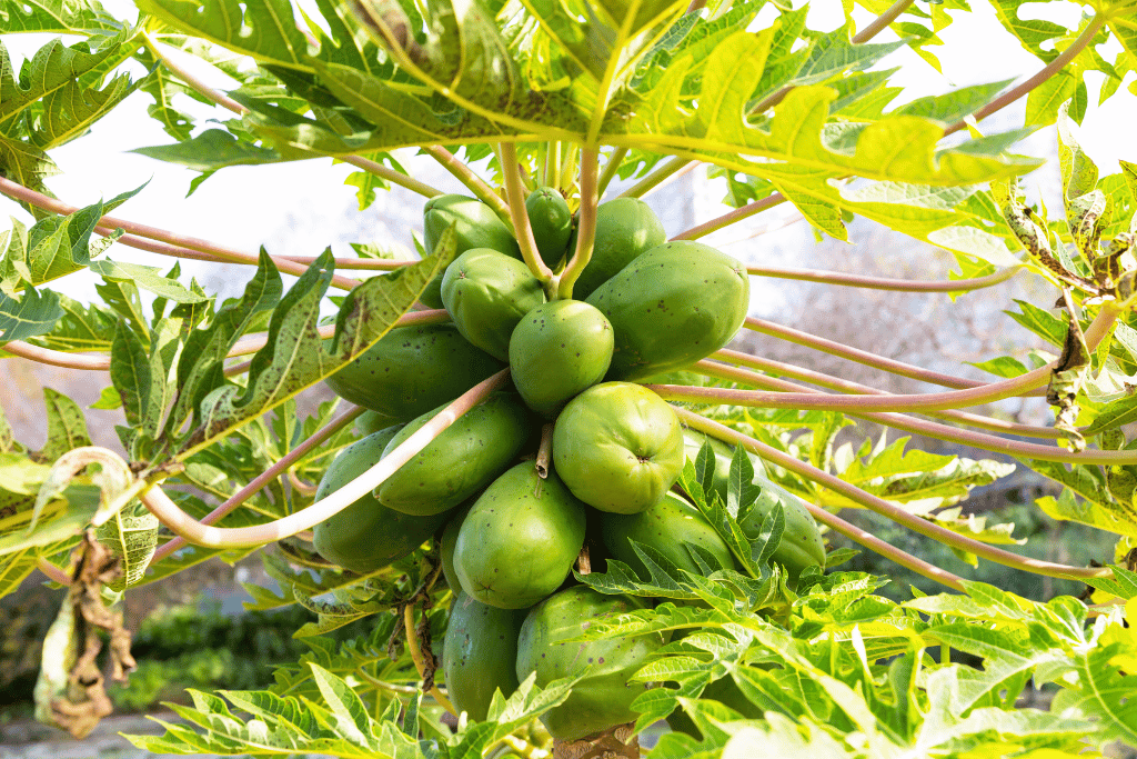 Pawpaws