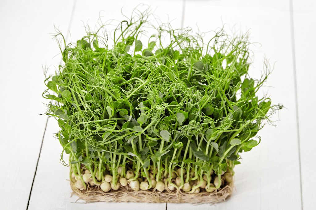 Pea Shoots