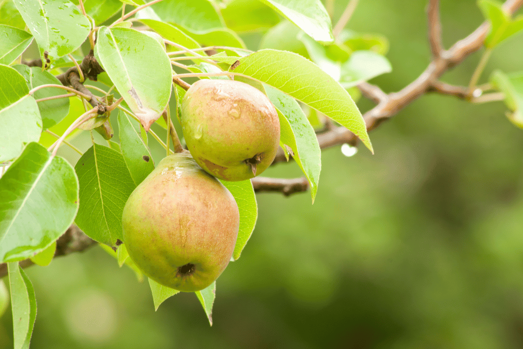 Pears