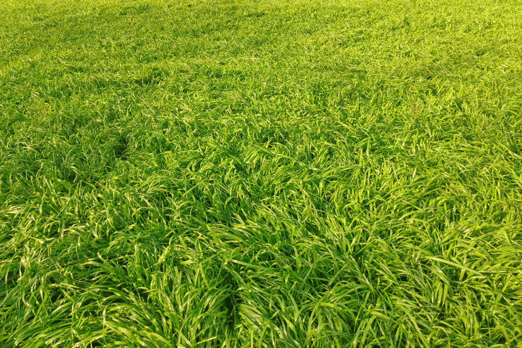 Perennial Ryegrass